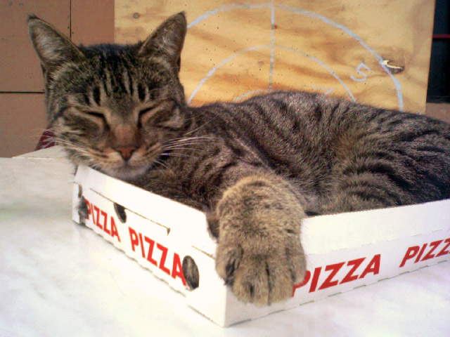 cat sleeping pizza box