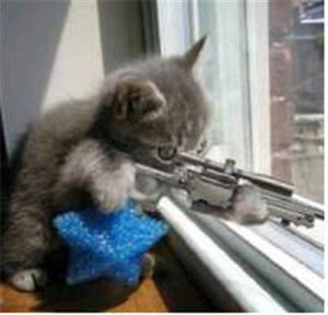 kitten with gun