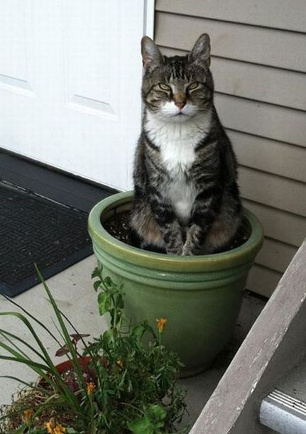 flower-pot-cat-looks-kind-of-evil